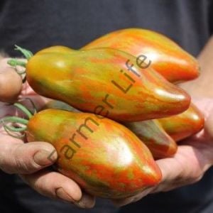 Cuban Salami Domates Fidesi 6 adet