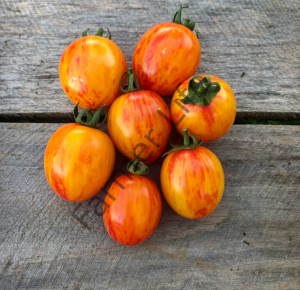 Saksılık Kırmızı Zebra Domates Fidesi 6 Adet