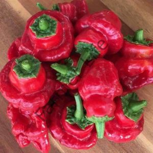 Kırmızı Scotch Bonnet Biber Tohumu (10 Tohum)