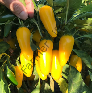 Lemon Spice Biber Fidesi 6 Adet