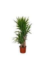 Nadir Yucca Ağacı Tohumu 5 Adet Tohum Avize Çiçeği