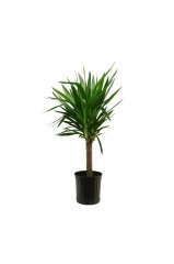 Nadir Yucca Ağacı Tohumu 5 Adet Tohum Avize Çiçeği