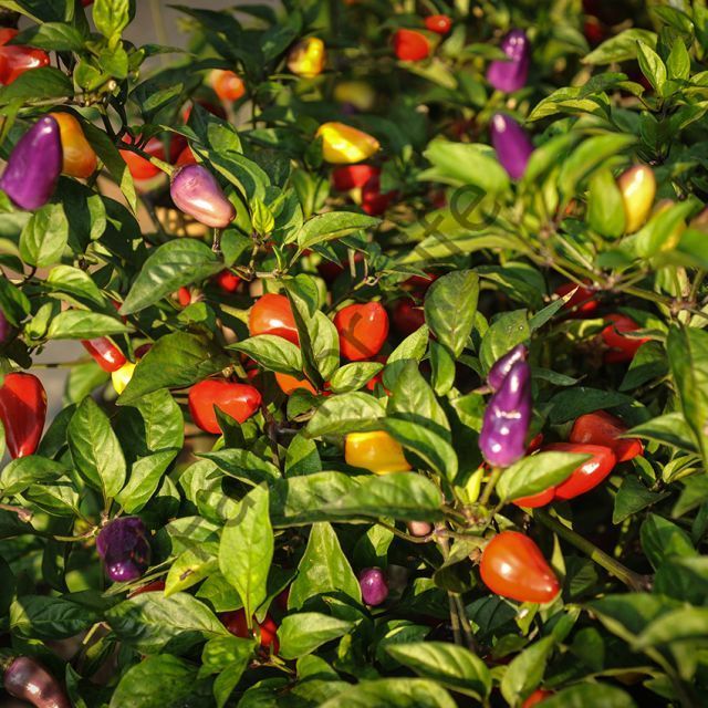 5 Renk Biber Fidesi 6 Adet