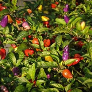 5 Renk Biber Fidesi 6 Adet