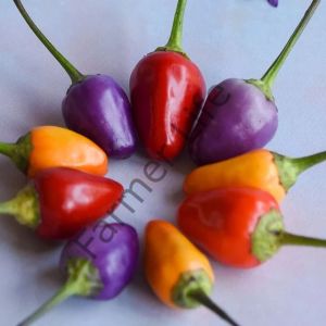 5 Renk Biber Fidesi 6 Adet