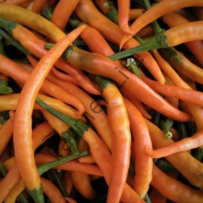 Killian Biber Fidesi 6 Adet