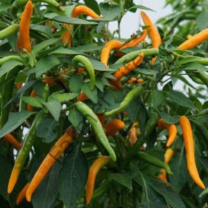 Killian Biber Fidesi 6 Adet