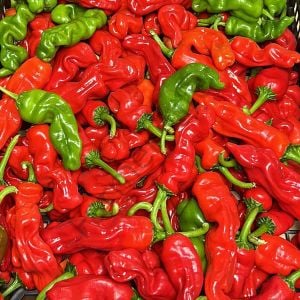 Peter Biber Tohumu (10 Tohum)