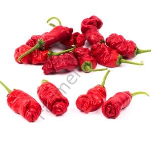 Peter Biber Tohumu (10 Tohum)