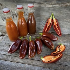 Çikolata Jalapeno Biber Tohumu (10 Tohum)