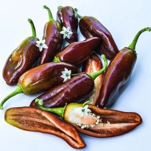 Çikolata Jalapeno Biber Tohumu (10 Tohum)