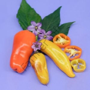 Pippin's Golden Honey Biber Tohumu (5 Tohum)