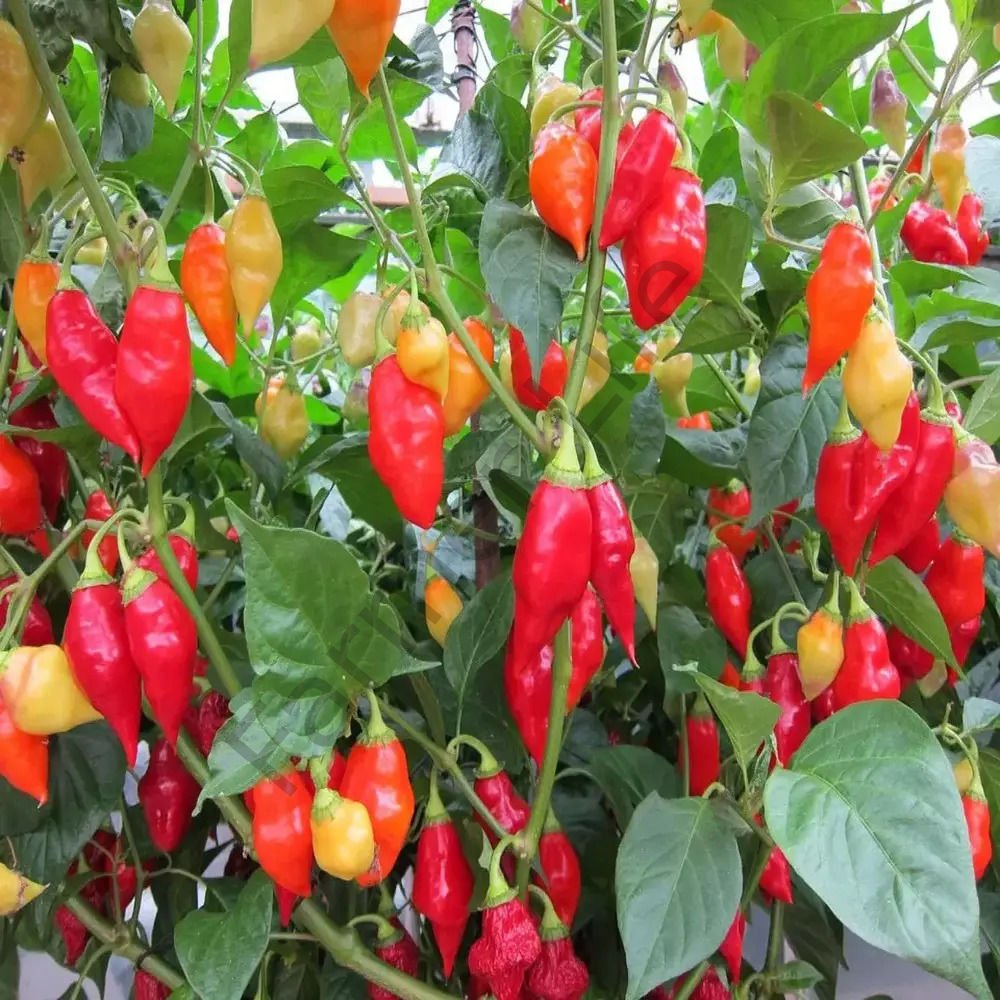 Carbonero Red Biber Tohumu (10 Tohum)
