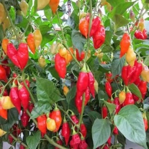 Carbonero Red Biber Tohumu (10 Tohum)