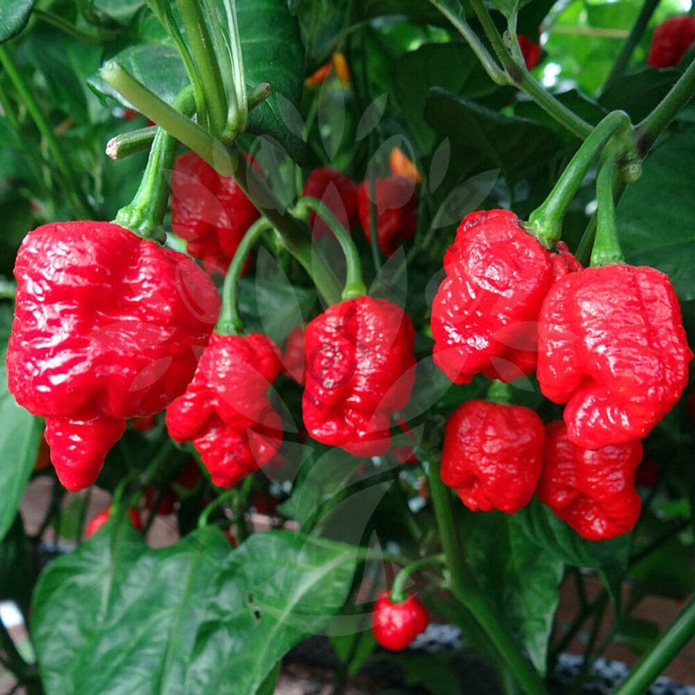 Trinidad Moruga Scorpion Biber Tohumu (5 Tohum)