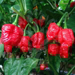 Trinidad Moruga Scorpion Biber Tohumu (5 Tohum)