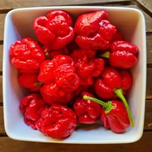 Trinidad Moruga Scorpion Biber Tohumu (5 Tohum)