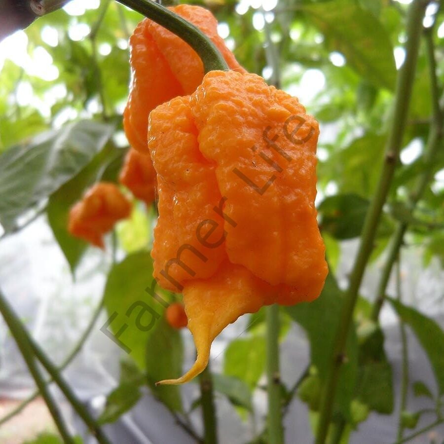 Sarı 7 Pot Biber Tohumu (5 Tohum)