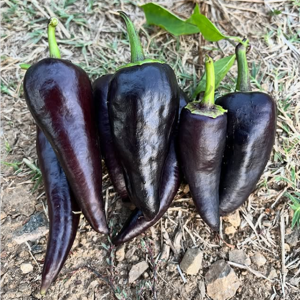 Siyah Kapya Biber Tohumu(10 Tohum)