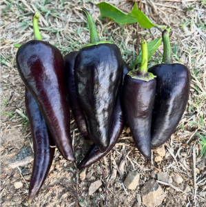 Siyah Kapya Biber Tohumu(10 Tohum)