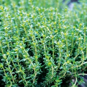 Kış Kekiği Fidesi (Thymus vulgaris) 6 Adet