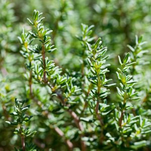 Kış Kekiği Fidesi (Thymus vulgaris) 6 Adet