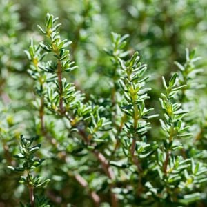 Kış Kekiği Fidesi (Thymus vulgaris) 6 Adet