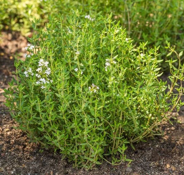 Kış Kekiği Fidesi (Thymus vulgaris) 6 Adet
