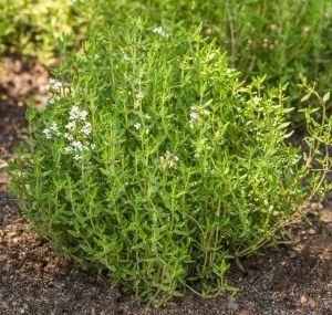 Kış Kekiği Fidesi (Thymus vulgaris) 6 Adet