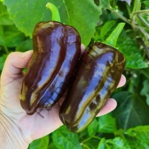 Çikolata California Biberi Fidesi 6 Adet