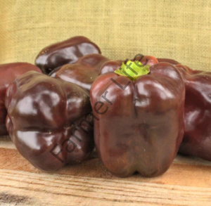 Çikolata California Biberi Fidesi 6 Adet