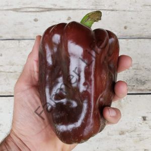 Çikolata California Biberi Fidesi 6 Adet