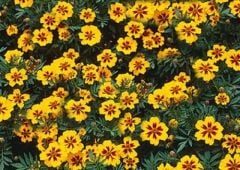 Sarı Kırmızı Tagetes Çiçeği Tohumu(20 adet)