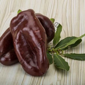 Çikolata California Biberi Fidesi 6 Adet