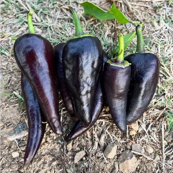 Siyah Kapya Biber Fidesi 6 Adet