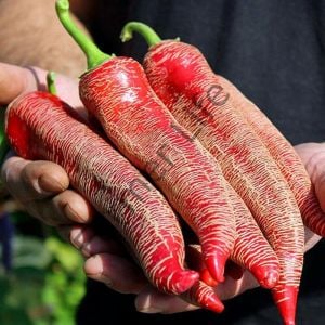 Makedonya Biberi Fidesi 6 Adet