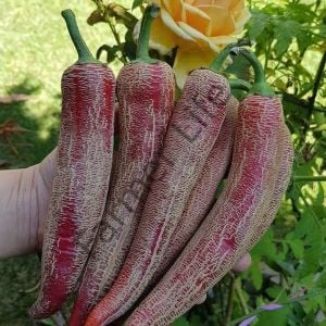 Makedonya Biberi Fidesi 6 Adet