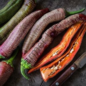 Makedonya Biberi Fidesi 6 Adet