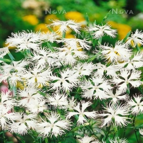 Dianthus Superbus White Bol Kokulu Karanfil Çiçeği Tohumu