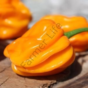 Aji Margarite Yellow Biber Tohumu (10 Tohum)