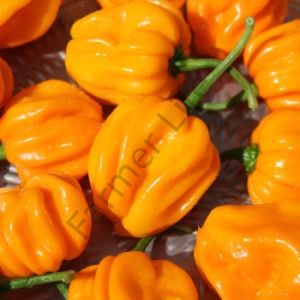 Aji Margarite Yellow Biber Tohumu (10 Tohum)