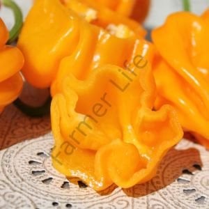 Aji Margarite Yellow Biber Tohumu (10 Tohum)