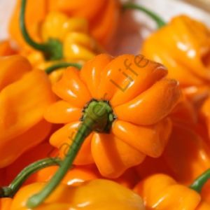 Aji Margarite Yellow Biber Tohumu (10 Tohum)