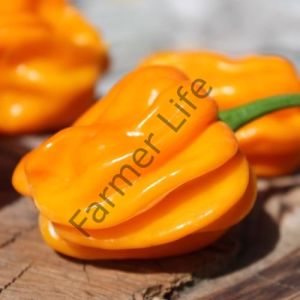 Aji Margarite Yellow Biber Fidesi 6 Adet