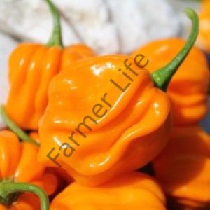 Aji Margarite Yellow Biber Fidesi 6 Adet