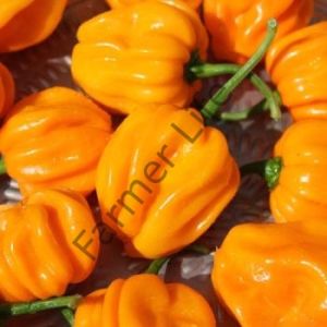 Aji Margarite Yellow Biber Fidesi 6 Adet