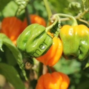 Aji Margarite Yellow Biber Fidesi 6 Adet