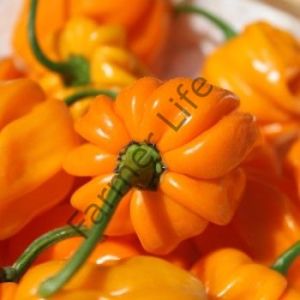 Aji Margarite Yellow Biber Fidesi 6 Adet