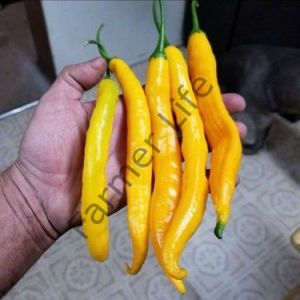 Aji Guyana Biber Fidesi 6 Adet