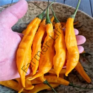 Aji Guyana Biber Fidesi 6 Adet